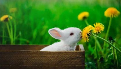 JIUYOU GAMING-德甲：多特在最后几分钟逆转多特，积分排名不断变化，德甲 多特