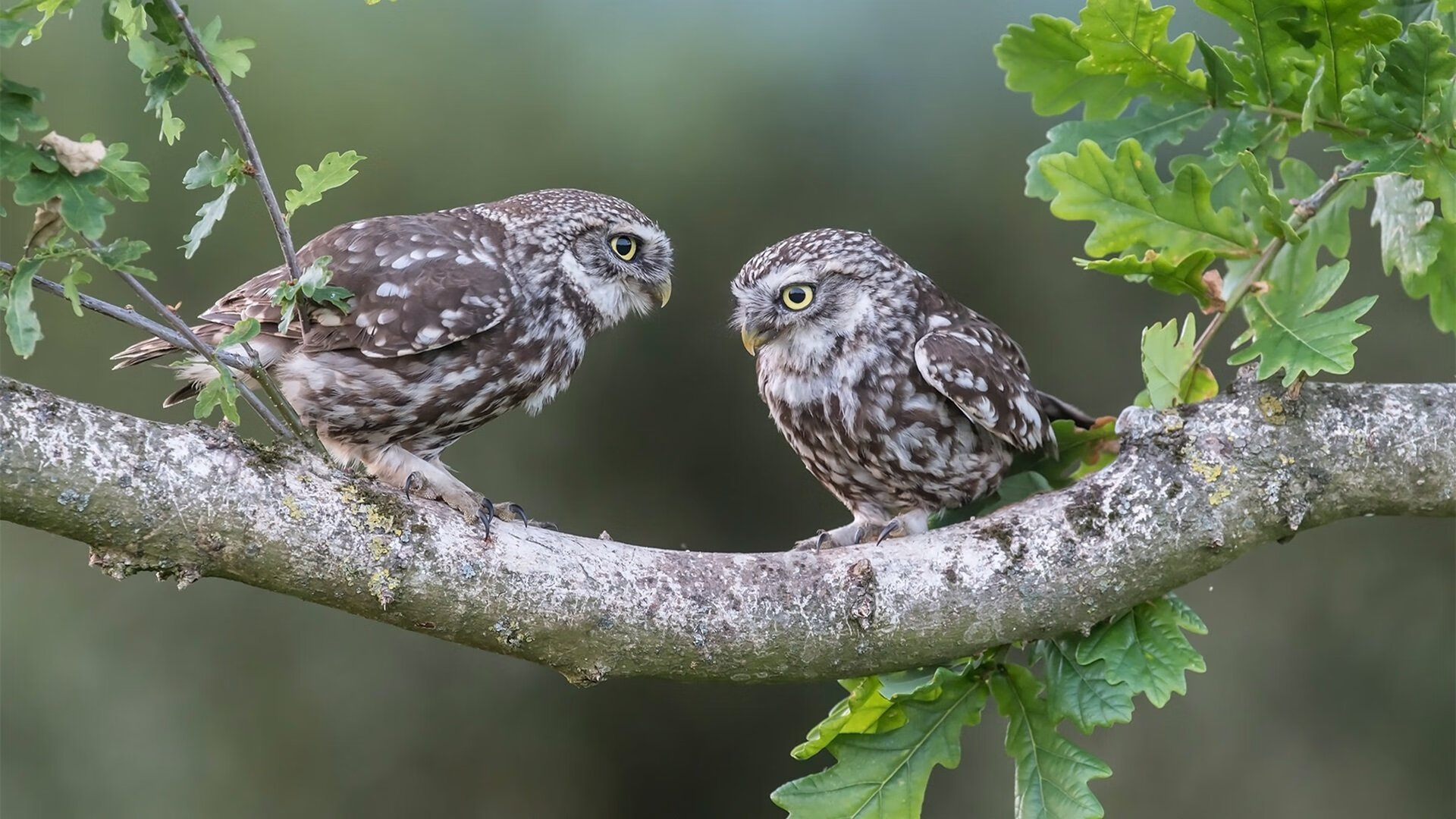哈兰德连中25球，英超火力王再登顶，哈兰德连中25球,英超火力王再登顶了吗